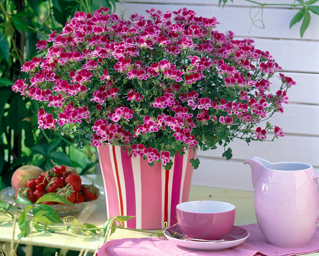 Pelargonium Angeleyes 'Burgundy' (Engelsgeranie)