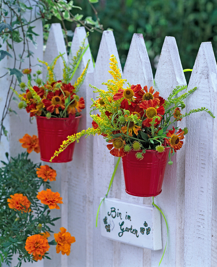 Helenium (Sonnenbraut, orange), Solidago (Goldrute) in kleinen roten Eimern