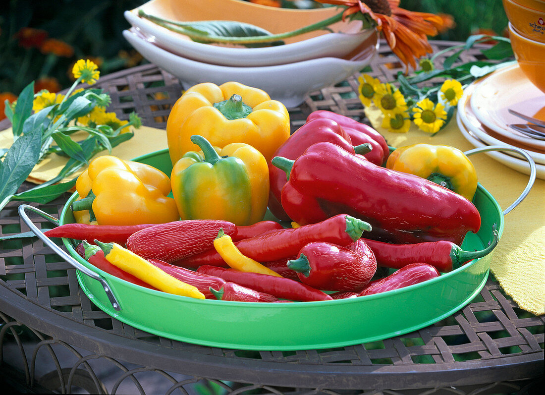 Yellow and red capsicum (peppers, hot peppers) on a green tray