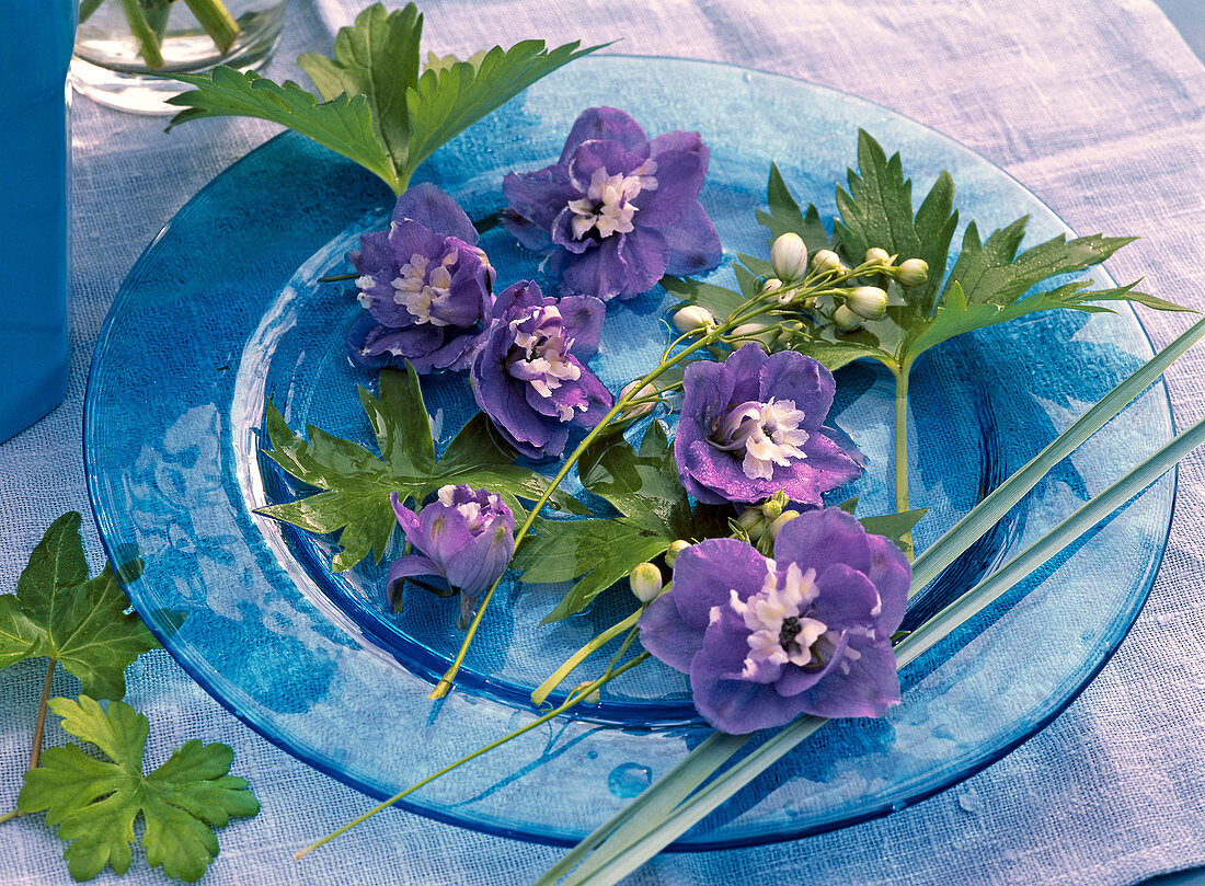 Delphinium flowers and leaves, dark blue with white eye