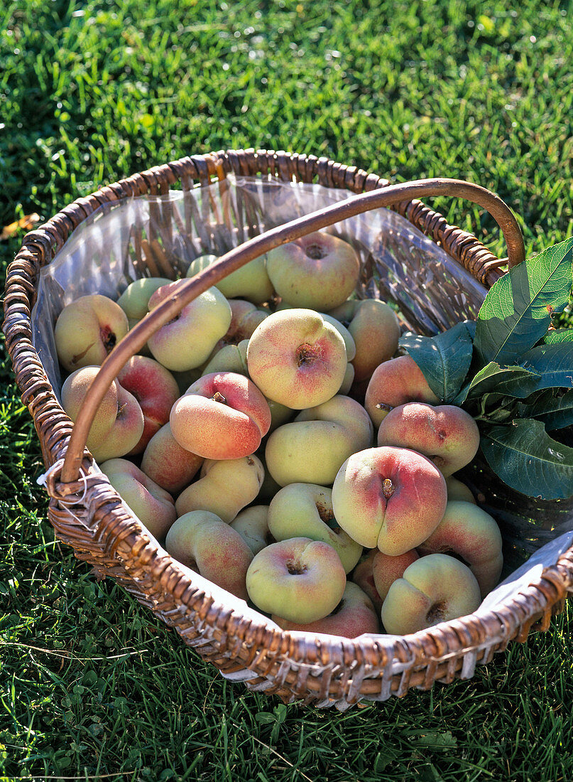 Basket of Prunus Persica 'Saturne' fruits