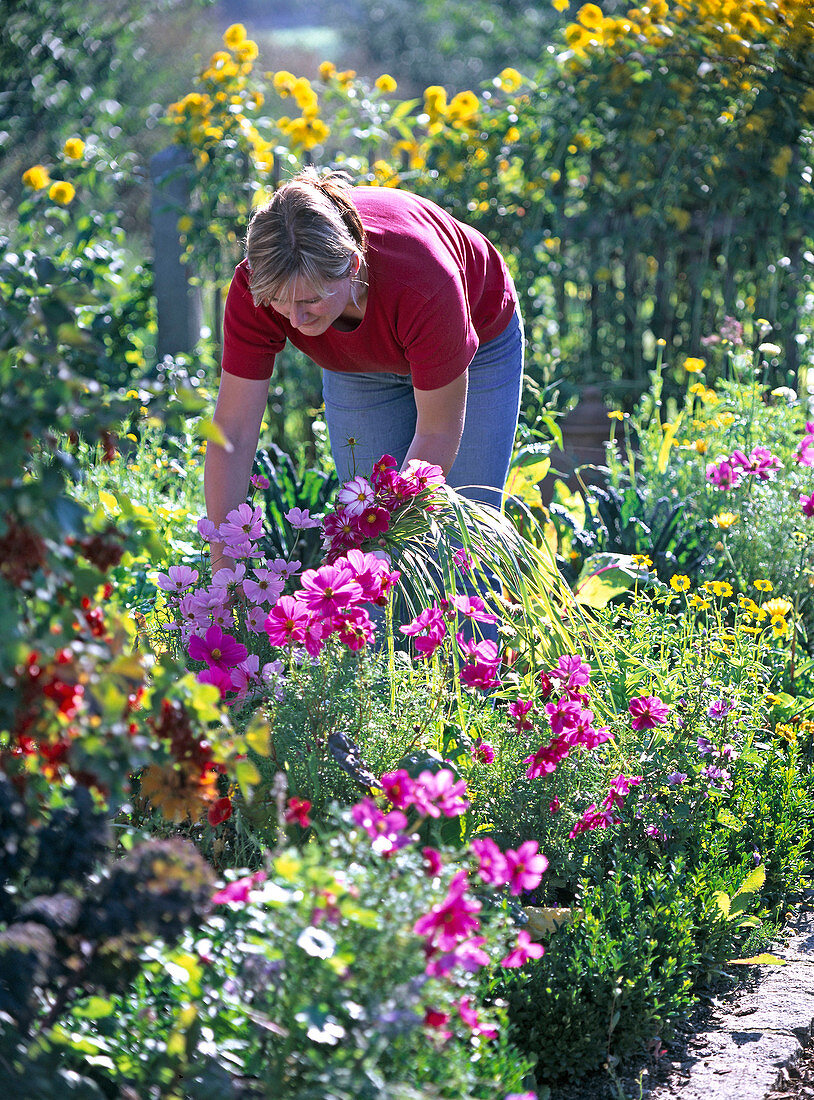 Frau pflückt Cosmos (Schmuckkörbchen) im Bauerngarten