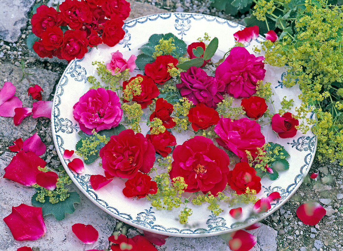 Rosa (roses), Alchemilla (lady's mantle)