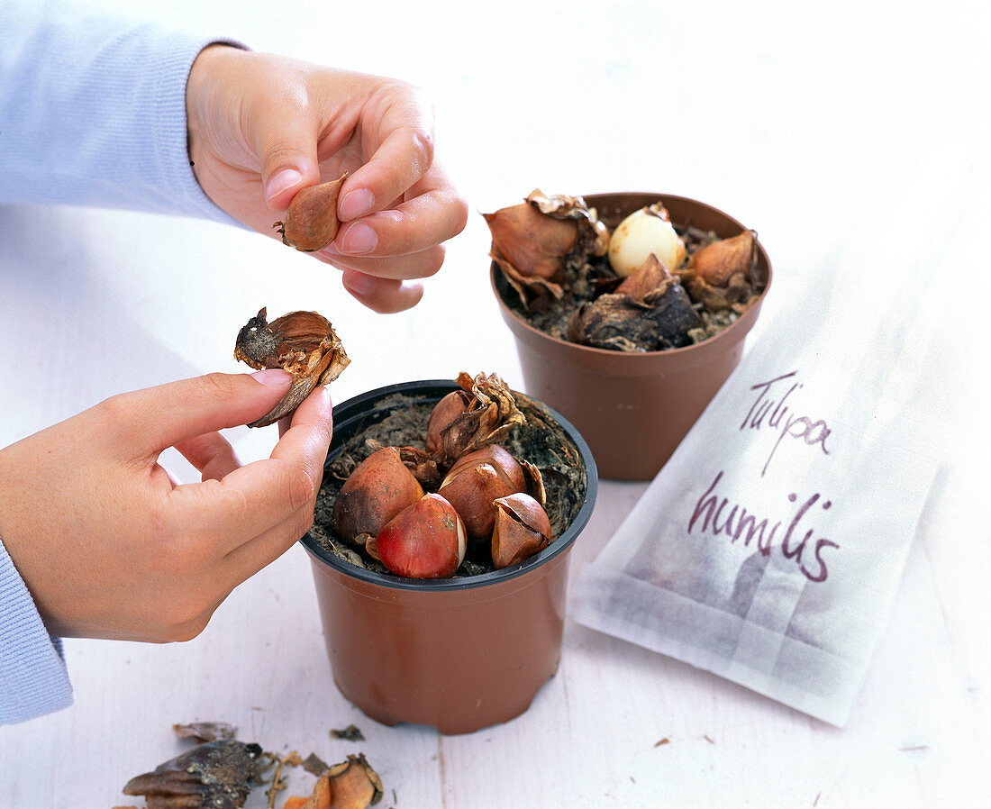Take bulbs of Tulipa humilis (wild tulips) out of the pot and store them