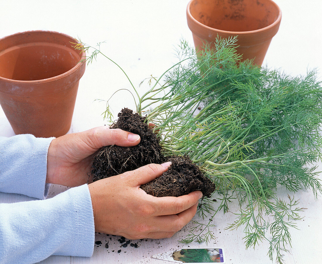 Sharing bales of anethum (dill)