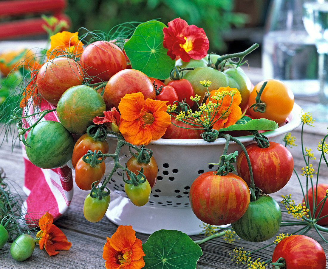 Lycopersicon (tomatoes), Tropaeolum (nasturtium), Anethum (dill)