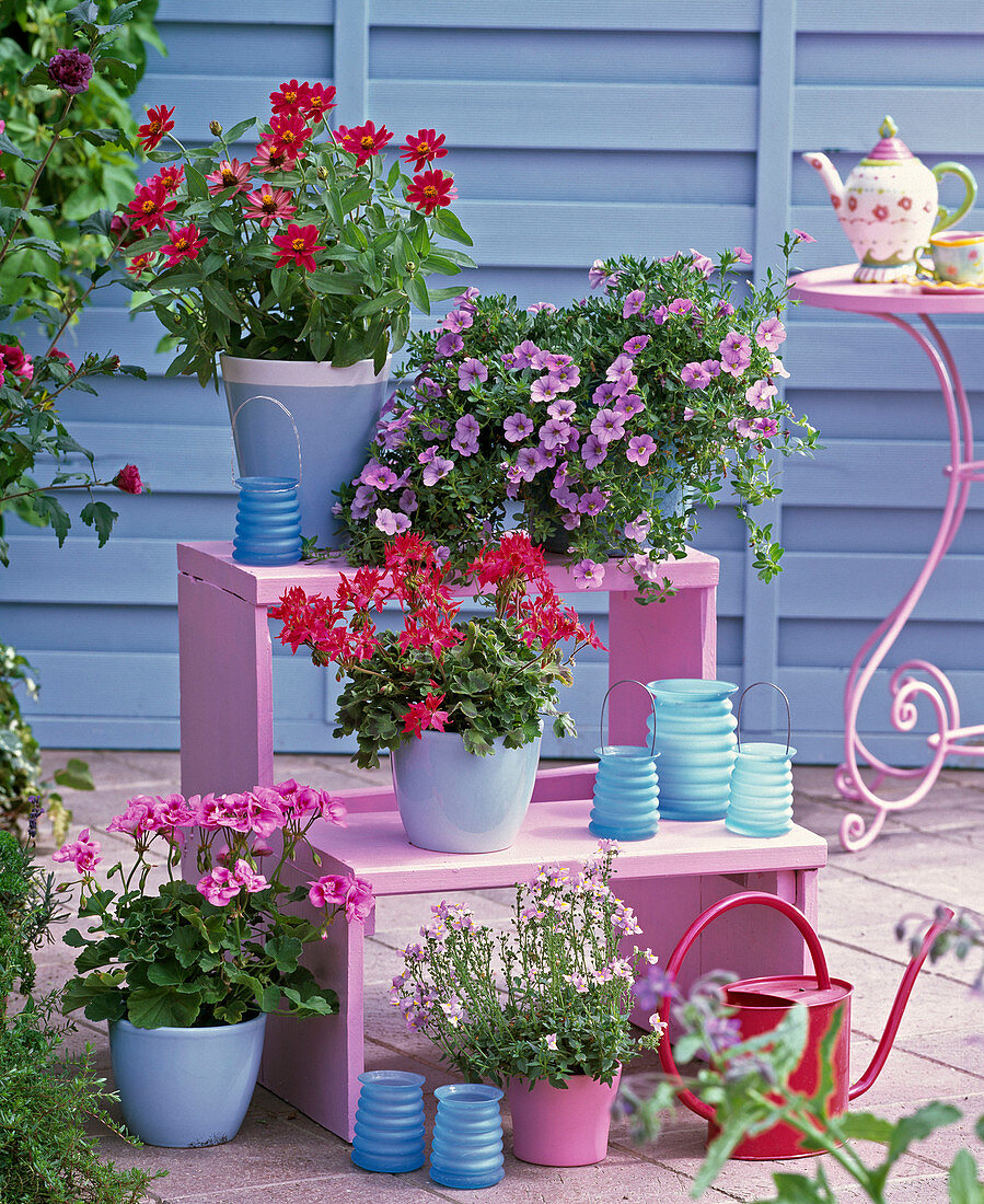 Rosa Treppenetagere mit Zinnia (Zinnie), Calibrachoa 'Silver Plum'