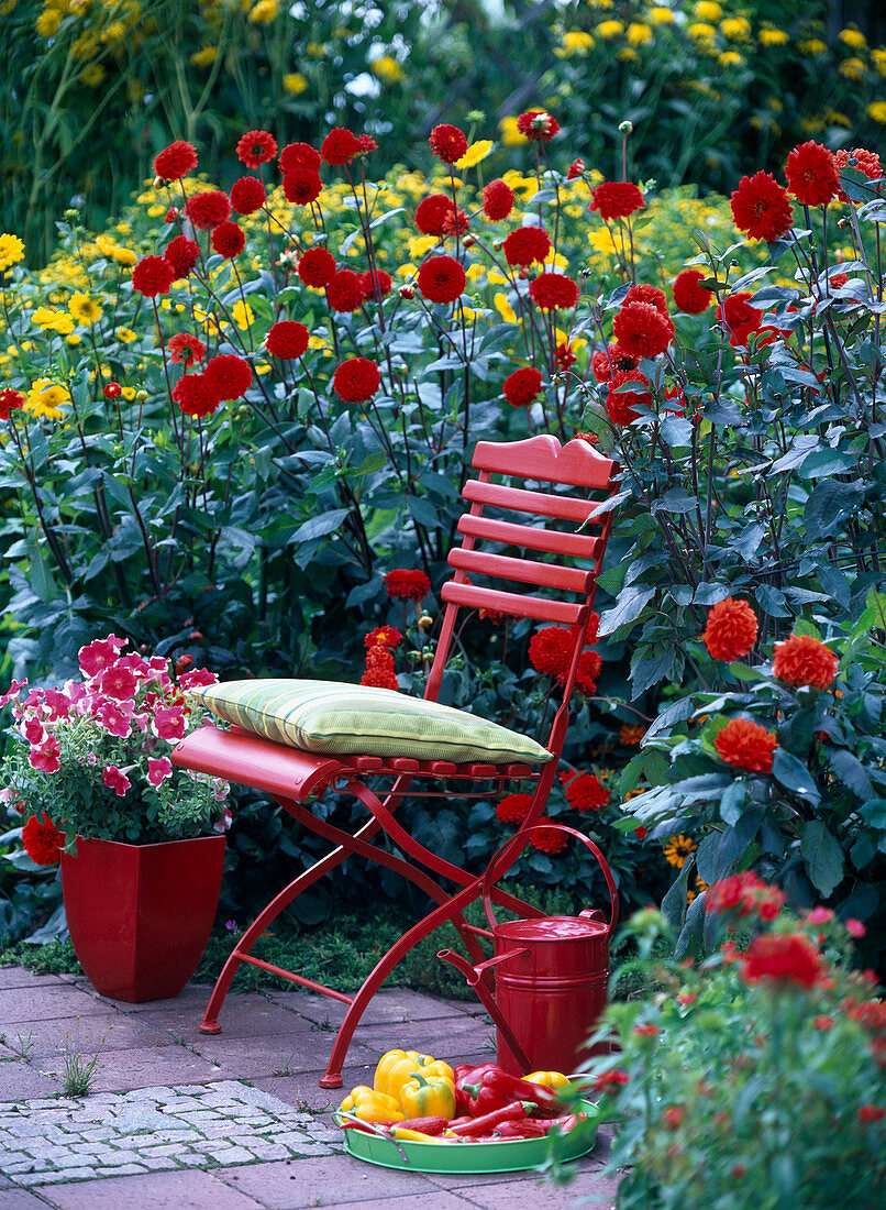 Bed with Dahlia (dark red dahlia), Helianthus decapethalus