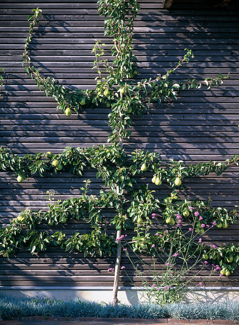 Cut pear trellis: Pyrus (pear) on wooden wall 3 years later