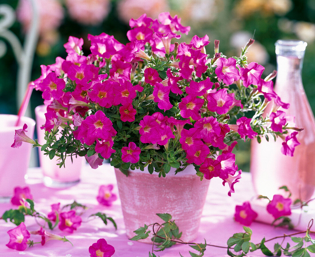 Petunia (pink mini petunia) in pink pot with white border