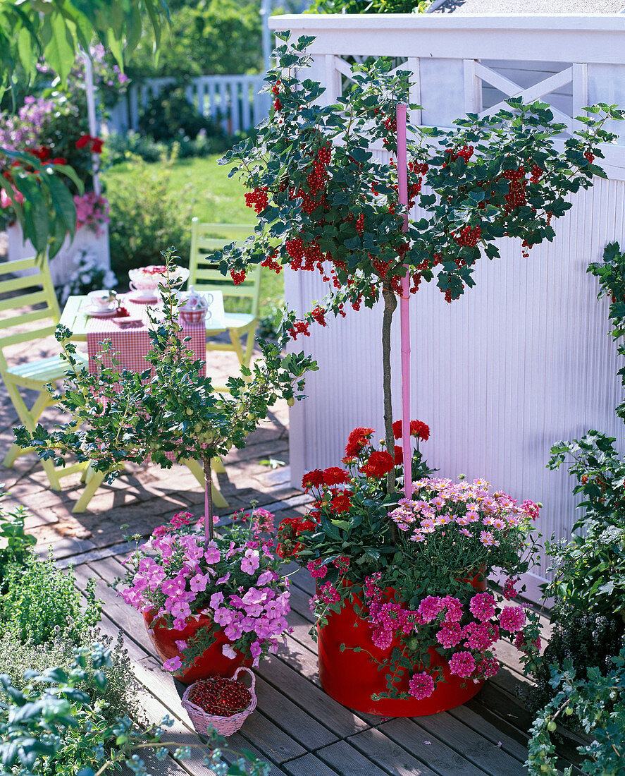 Ribes (red Johaniss berry, gooseberry) stems