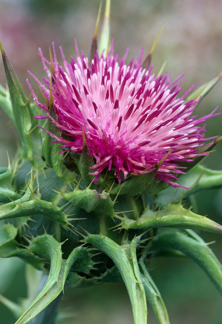 Silybum marianum (milk thistle)