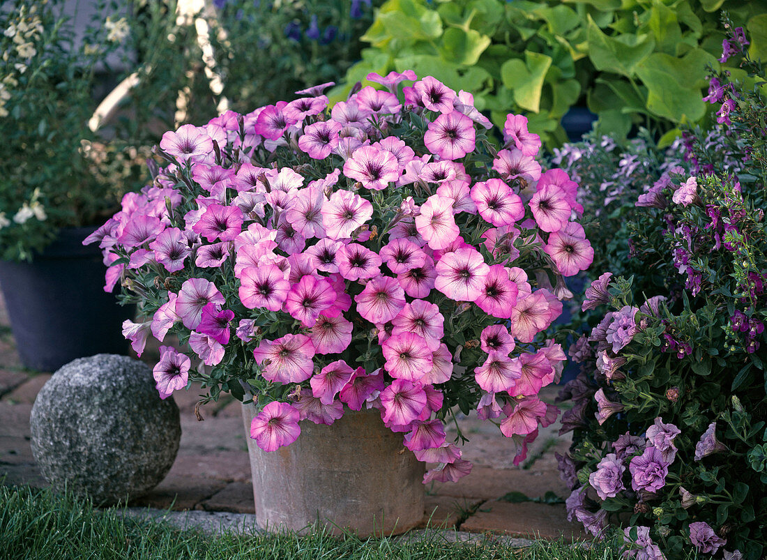 Petunia Sonic 'Magic pink' (Petunia)