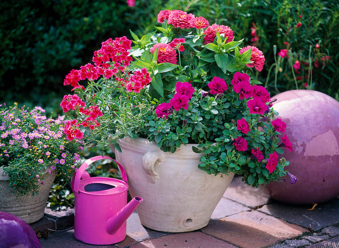 Petunia sylvana 'Double Purple' (Double Petunia)