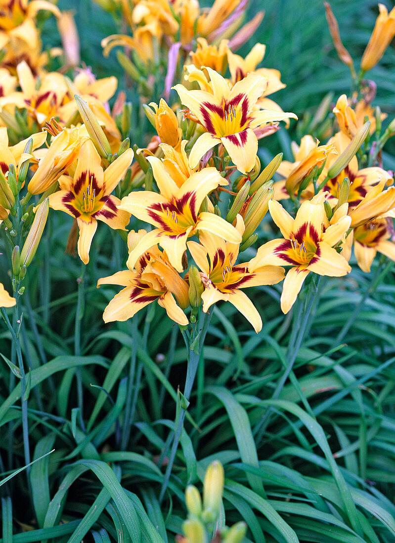 Hemerocallis 'Bonanza' (daylily)