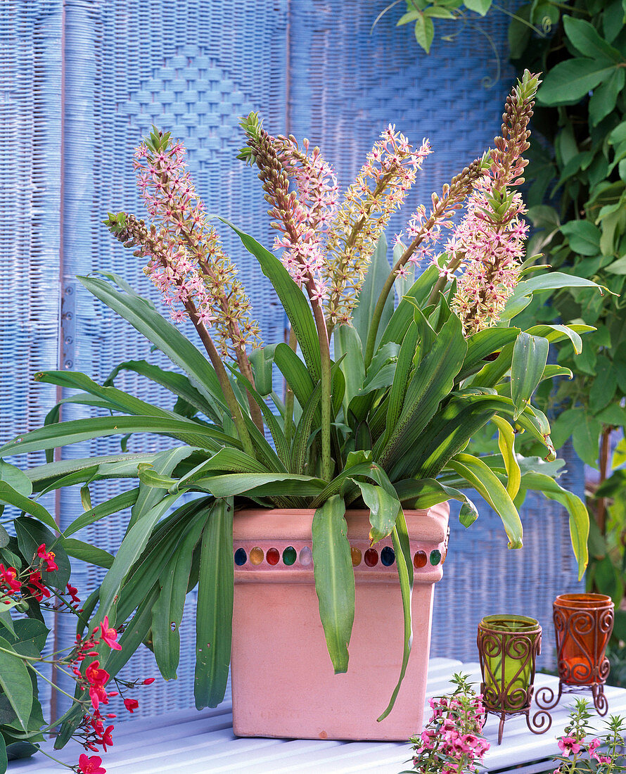 Eucomis comosa 'Pink Pineapple'