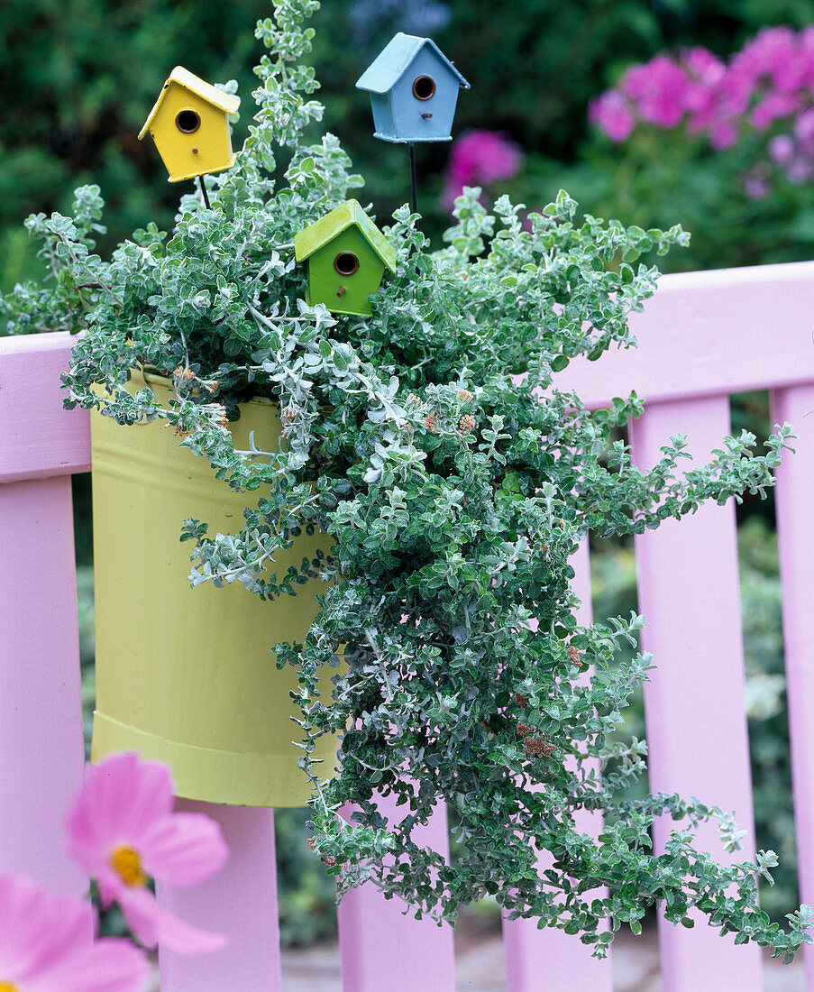 Helichrysum petiolare 'Silver Mini' (Strukturpflanze)