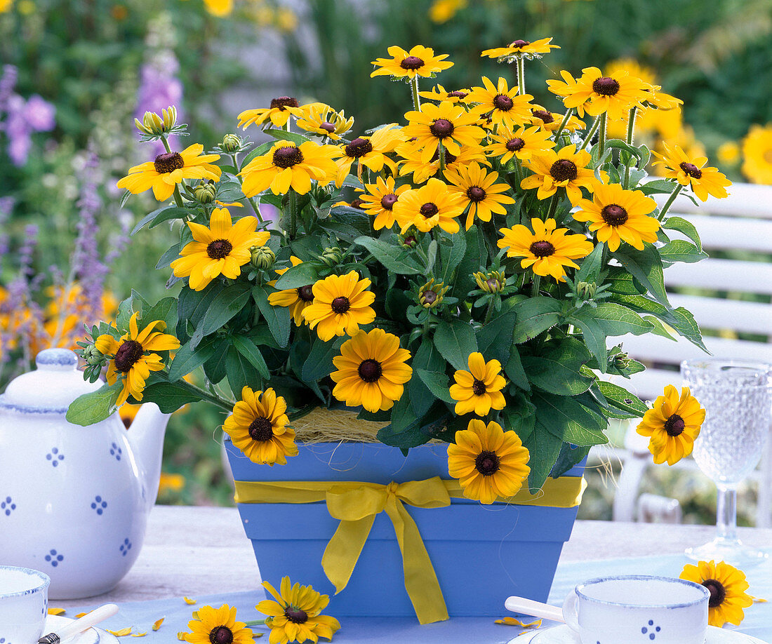 Rudbeckia hirta 'Toto Gold' (Coneflower)