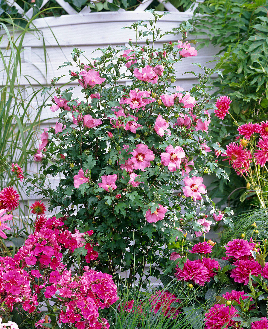 Pink bedding, Hibiscus syriacus 'Woodbridge'