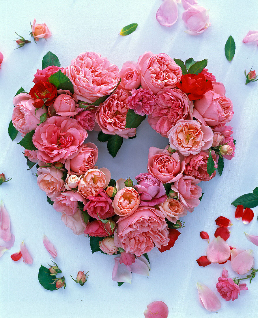 Heart of pink (rose) on a white background