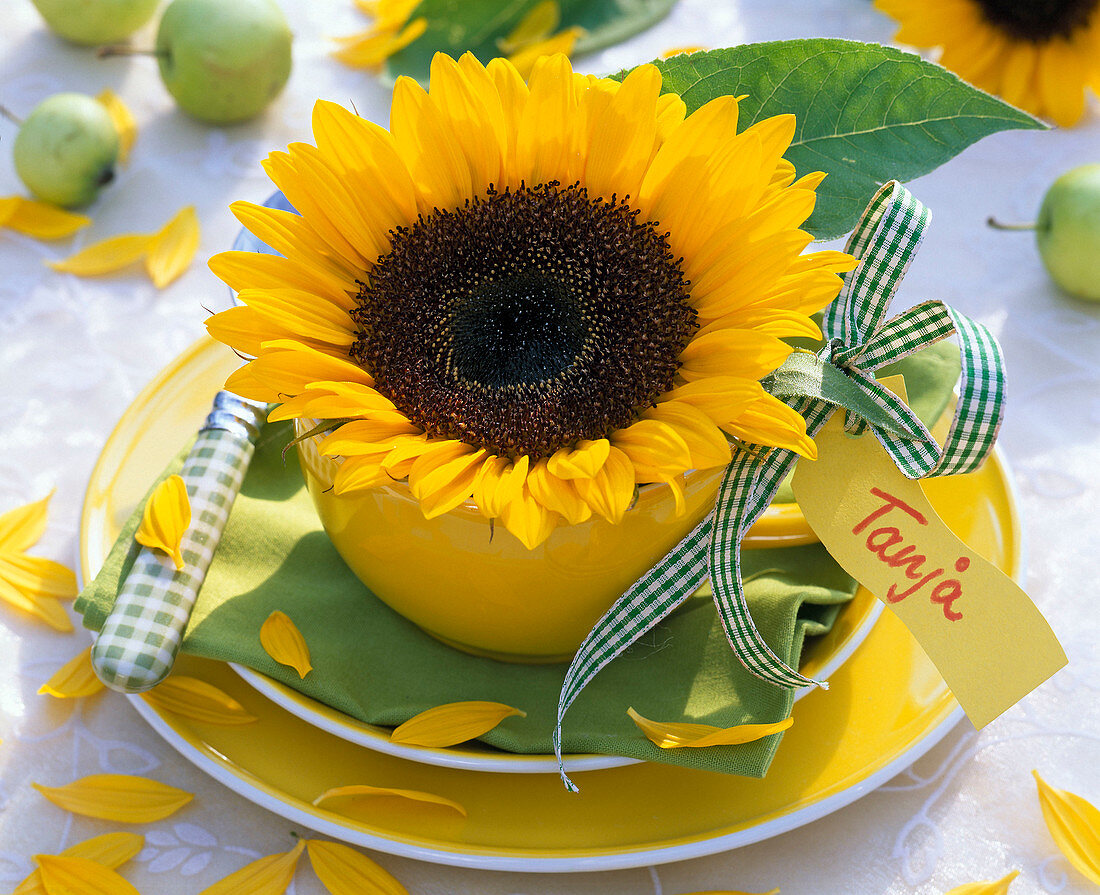 Blüte von Helianthus annuus (Sonnenblume) in gelber Tasse, Namensschild