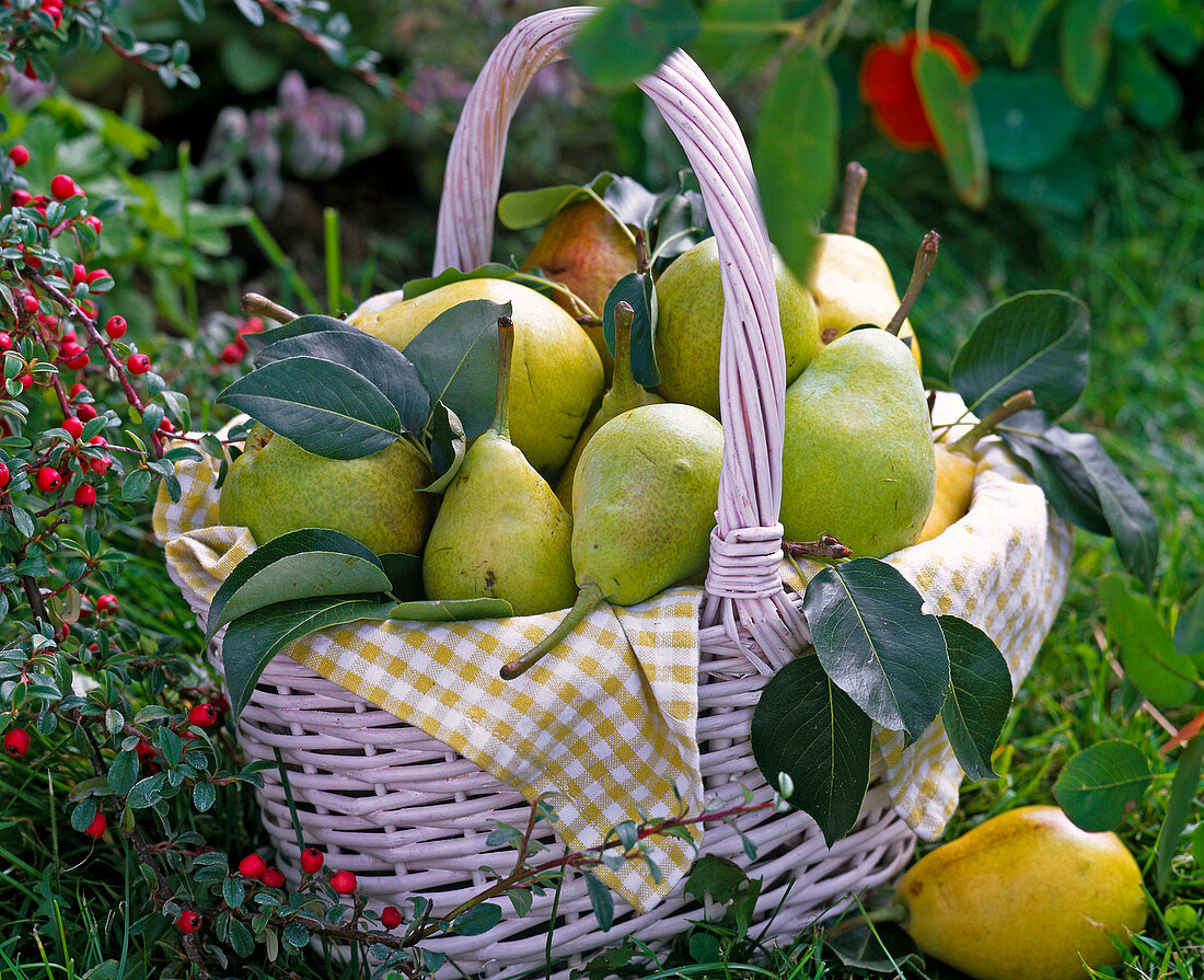 Pyrus (Birnen) in weißem Flechtkorb, karierte Serviette