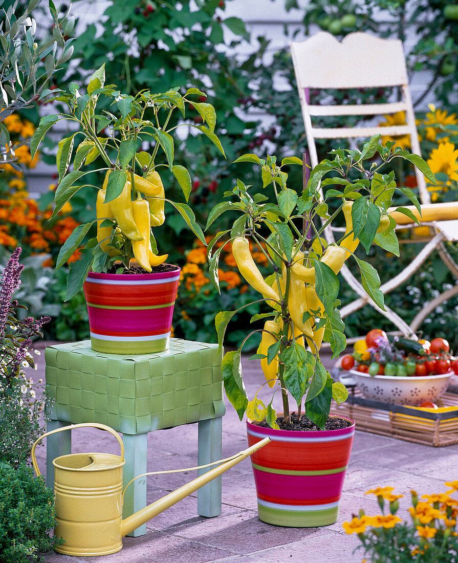 Capsicum 'Pinokkio' (sweet pepper)