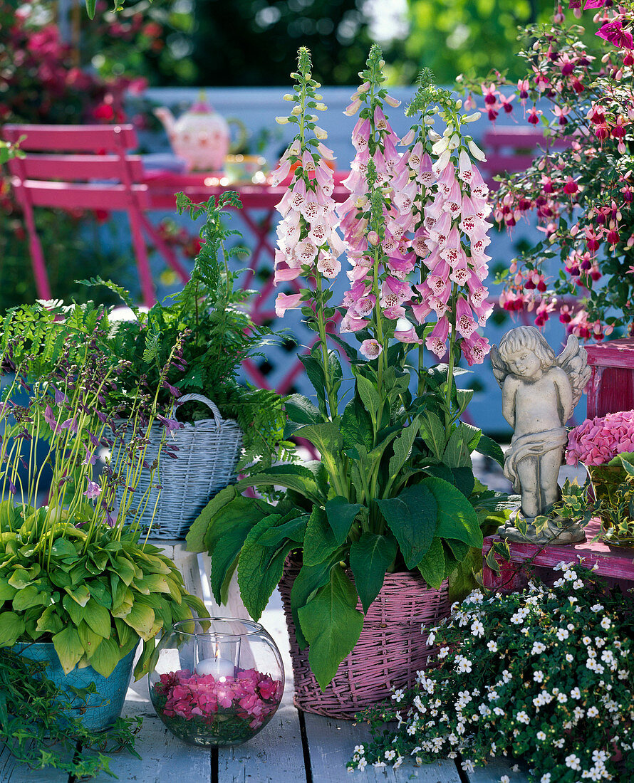 Digitalis purpurea (Fingerhut) in rosa Korbübertopf