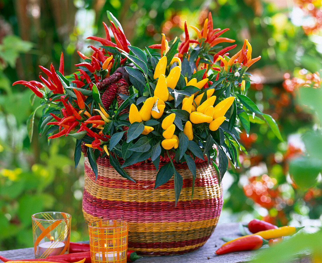 Capsicum annuum (ornamental capsicum) in a raffia basket