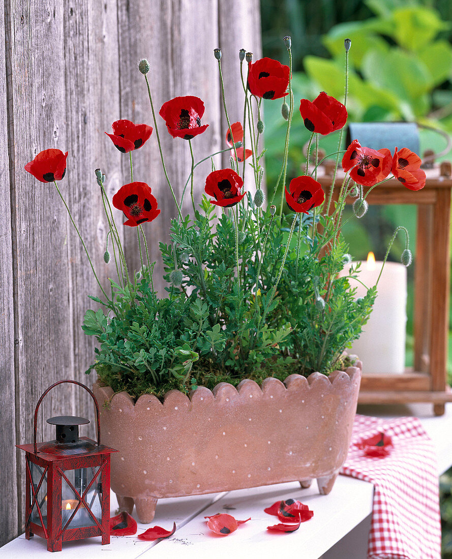 Papaver commutatum 'Ladybird' (Klatschmohn)