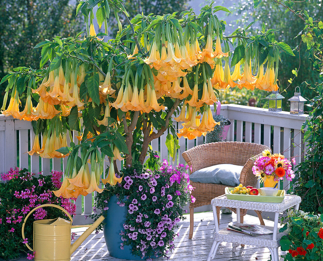 Balcony with blooming yellow Datura