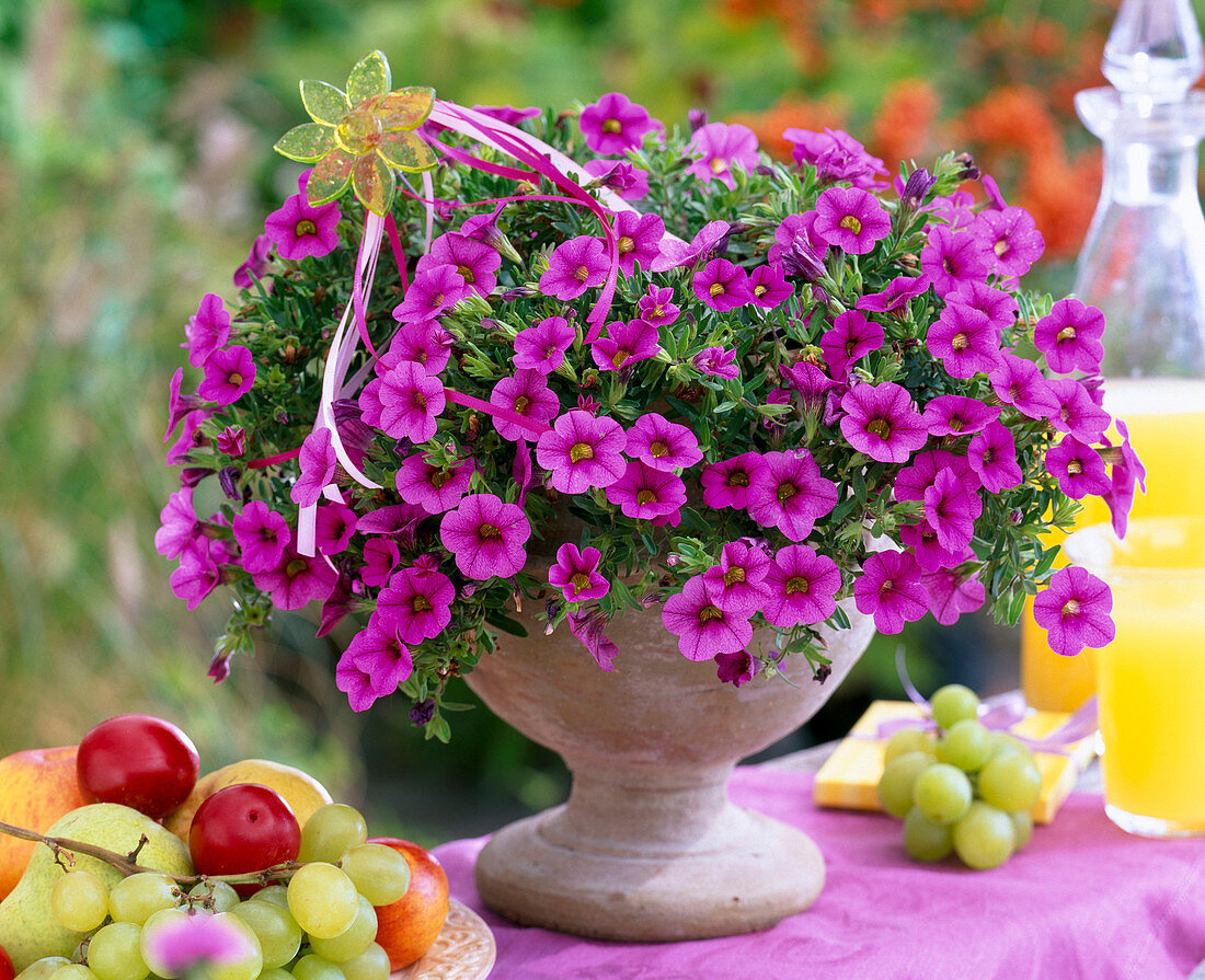 Calibrachoa Celebration 'Purple Vein' (Zauberglöckchen)