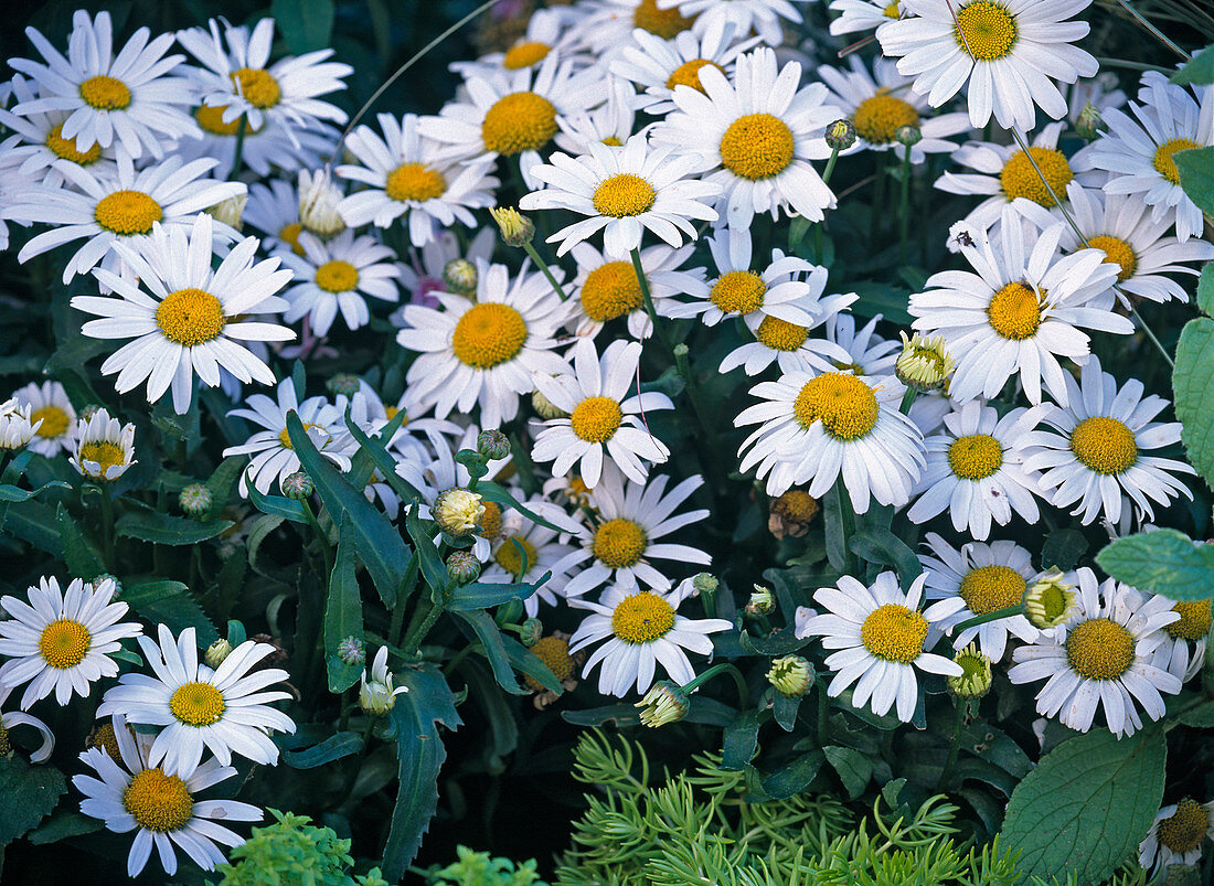 Leucanthemum maximum (Summer daisy)