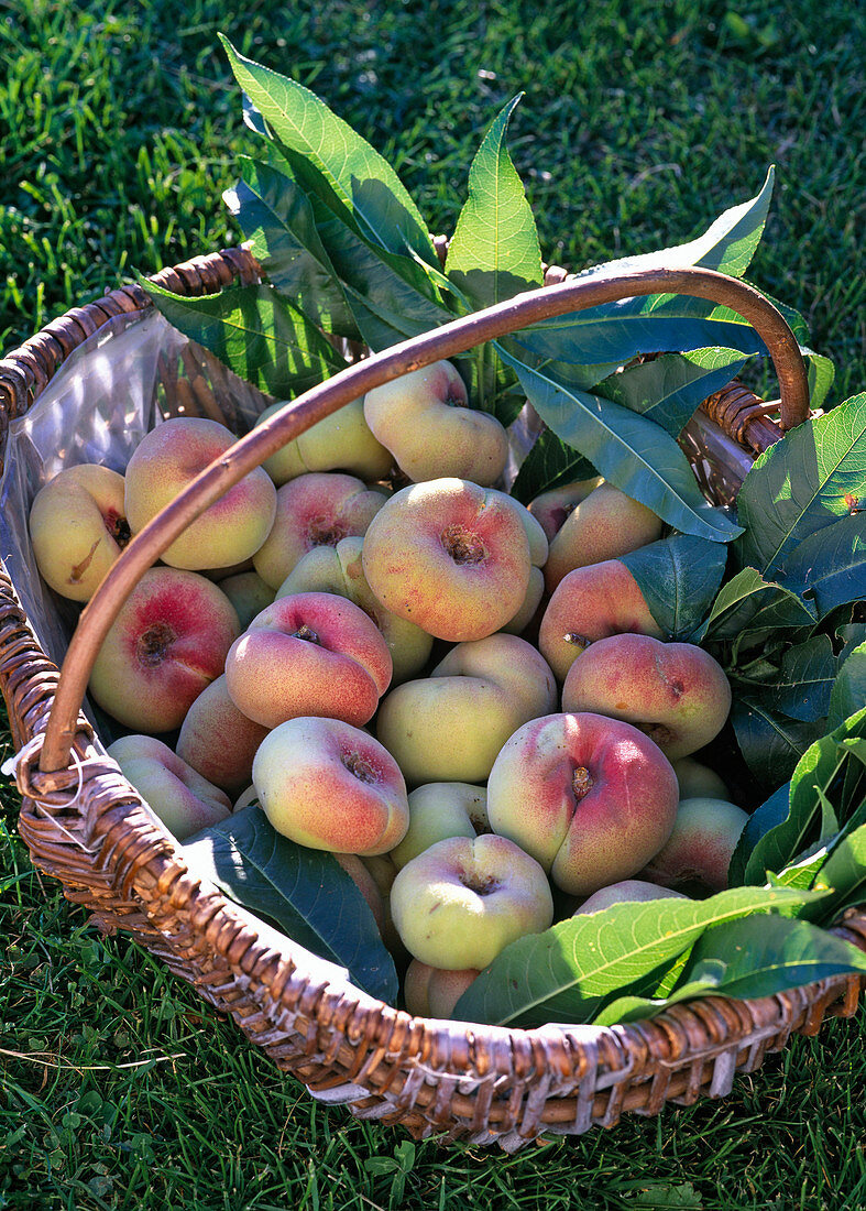 Basket with fruits of Prunus persica 'Saturne' (Saturne)