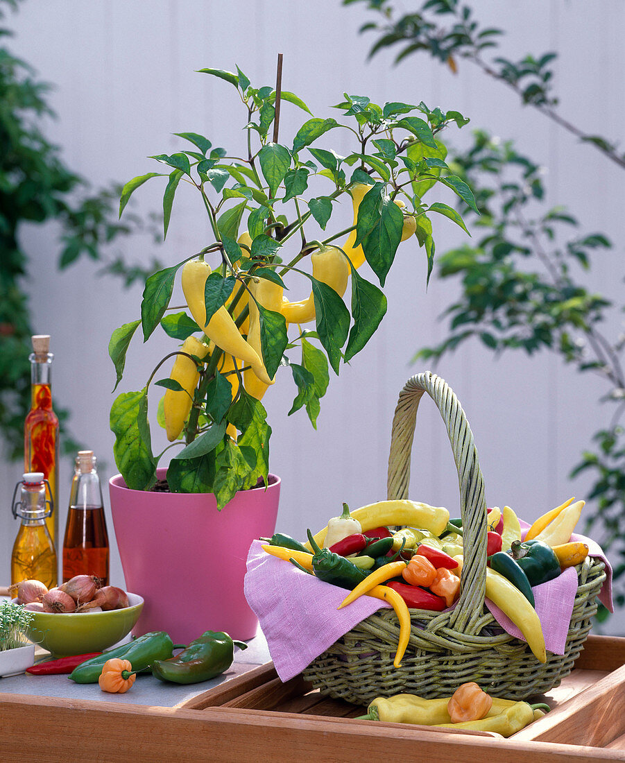 Capsicum (capsicum, chilli), plant and basket