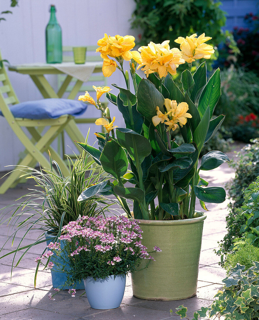 Canna indica (Indisches Blumenrohr), gelb, gesprenkelt