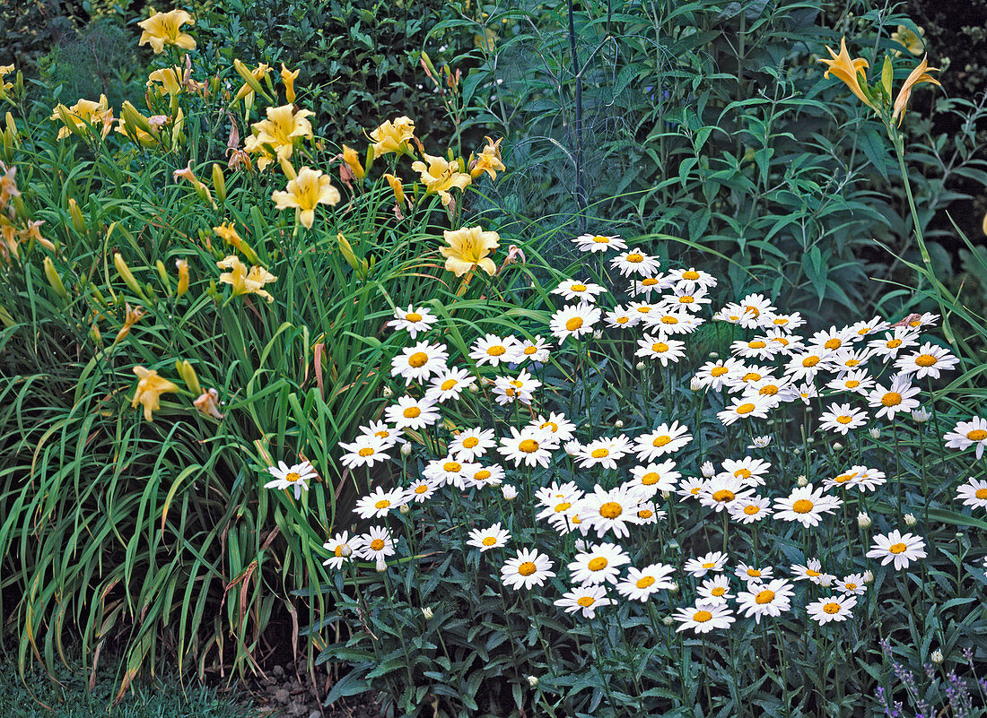 Leucanthemum (daisy), Hemerocallis 'Moonlight Ruffle'