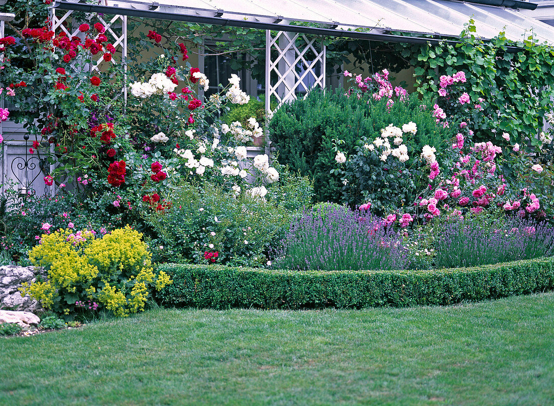 Rosa (Rosen), Vitis (Wein), Lavandula (Lavendel) an Veranda