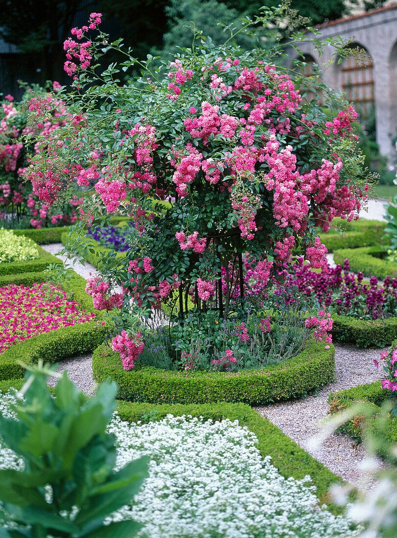 Kletterrose in Buchsrondell fotographiert im Hofgarten Freising