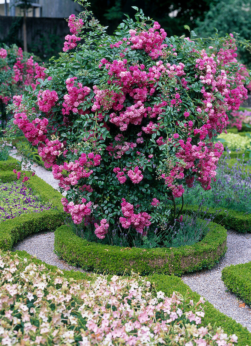 Climbing rose in buxus circular flowerbed photographed in Hofgarten Freising