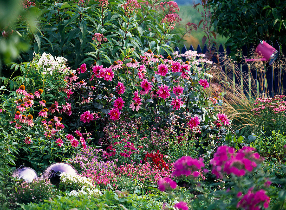 Pink-pink bed with perennials and dahlias