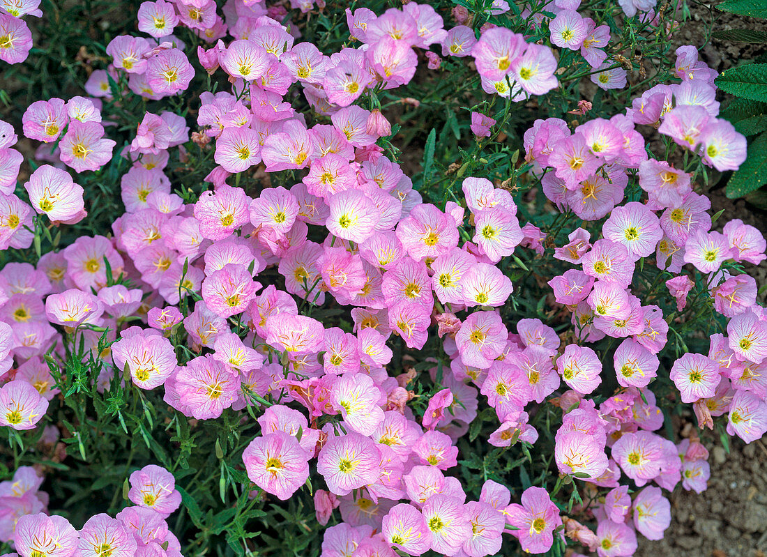 Oenothera speciosa 'Siskiyou' (Pink Evening Primrose)