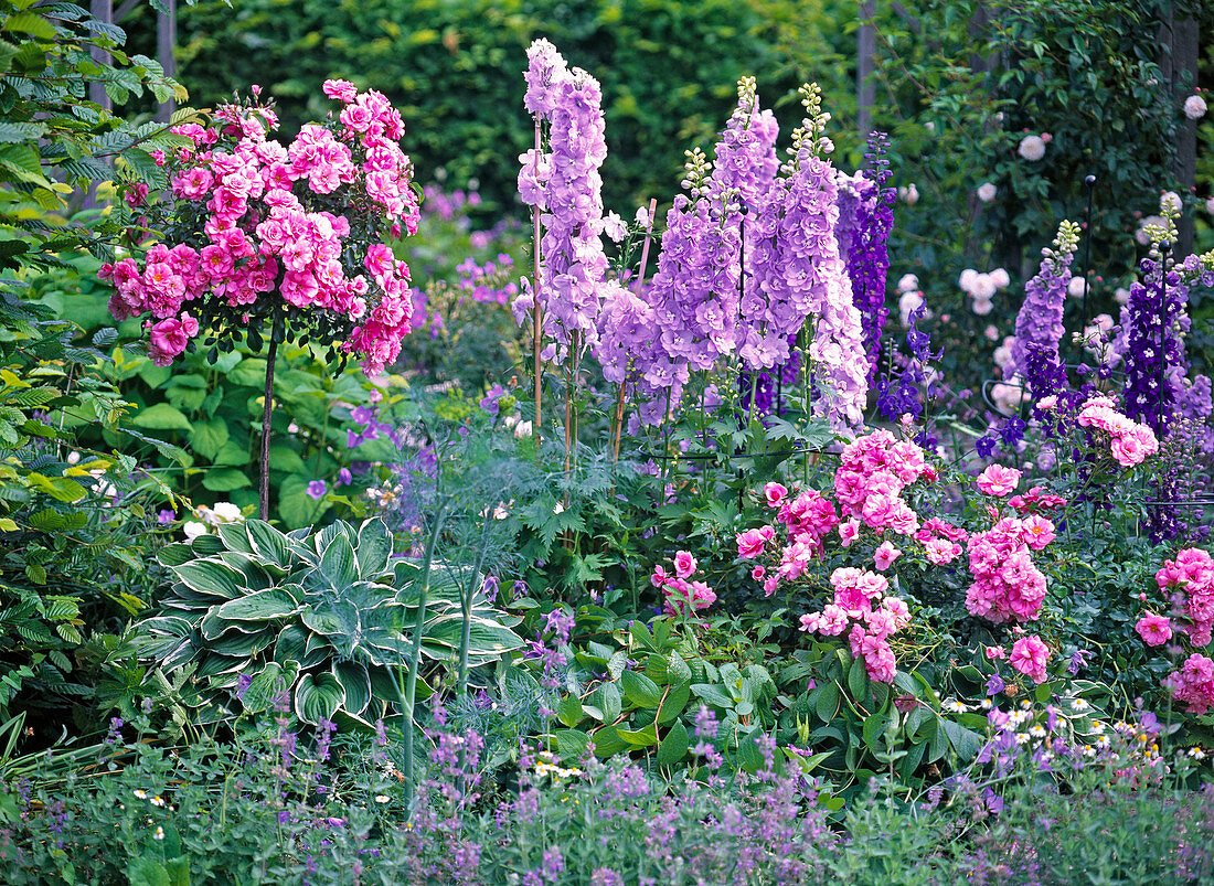 Pink 'Medley Pink' (nocturnal rose), stem and bush