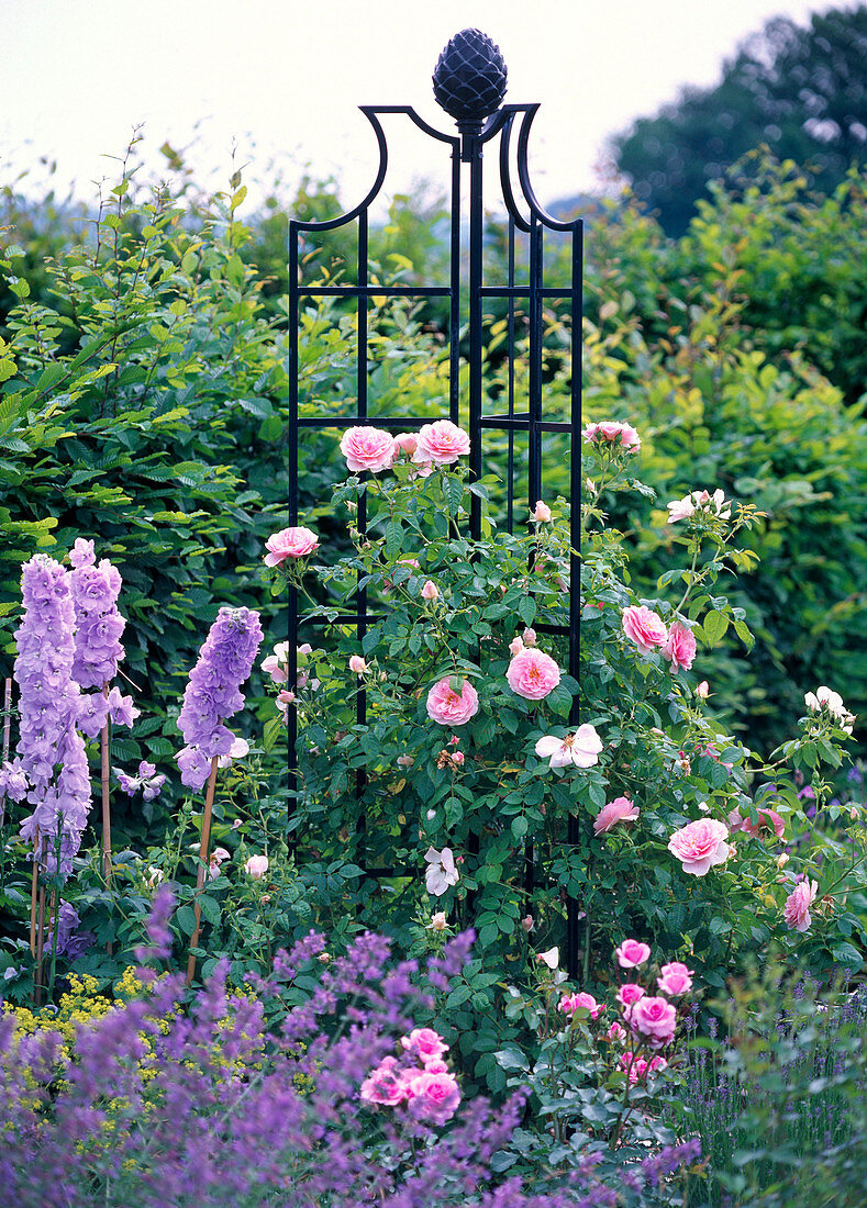 Pink 'Kir Royal' (climbing rose), often flowering, delicate scent