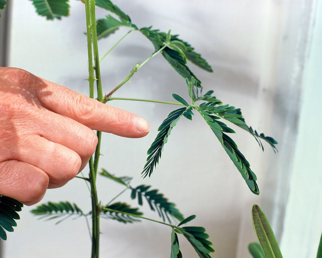 Mimosa pudica (mimosa)