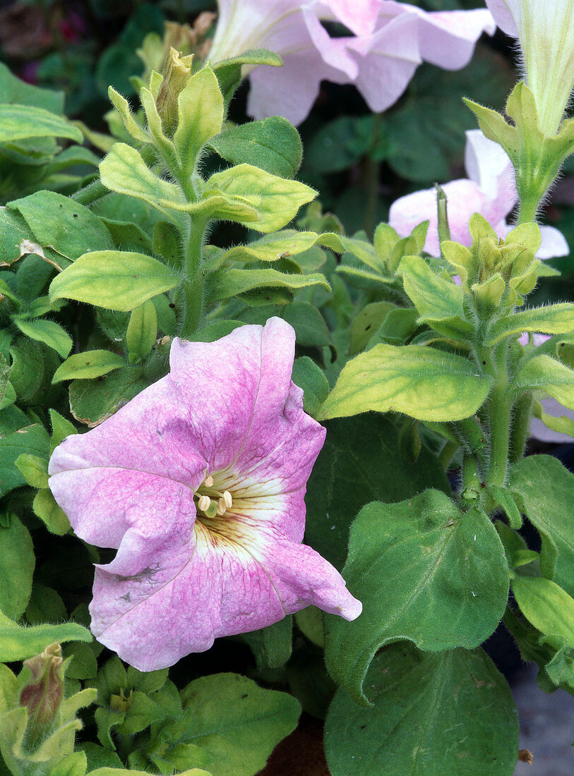 Petunia (petunia) with iron deficiency (chlorosis)