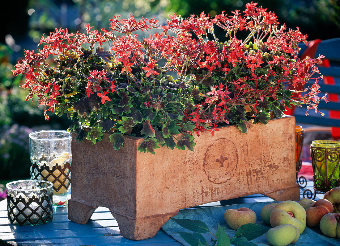 Handgetöpferter Blumenkasten mit Geranien