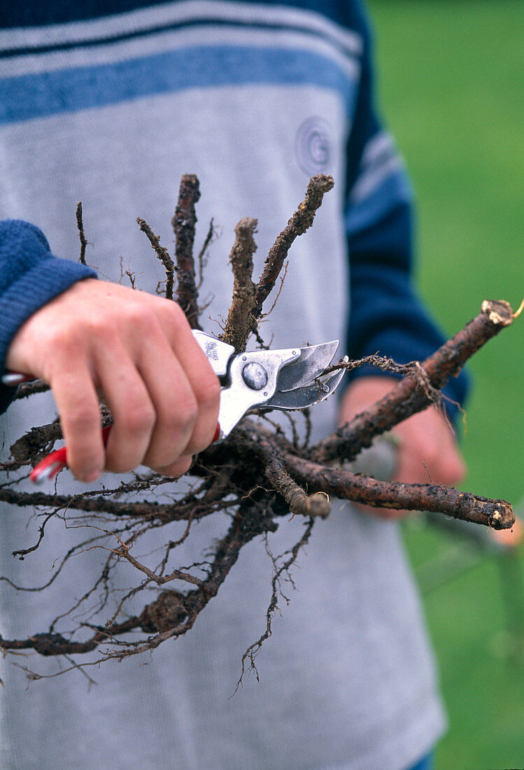 Plant apple tree