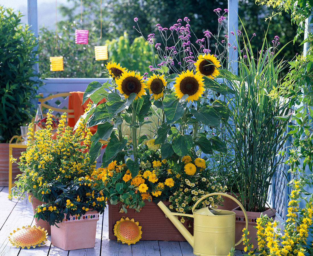 Yellow Balcony Sunflowers, Goldfish pond, Marigolds, Zinnia