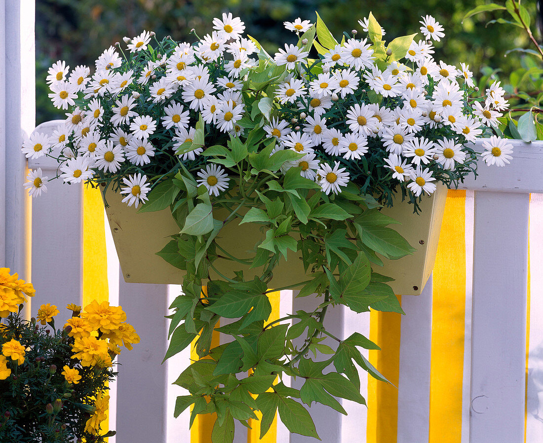 Argyranthemum frutescens 'Polly' (Margeriten)